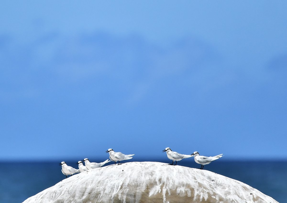 MFCHIIU's tweet photo. 蒼燕鷗   
Black-naped Tern  
エリグロアジサシ https://t.co/199cB1s4l0