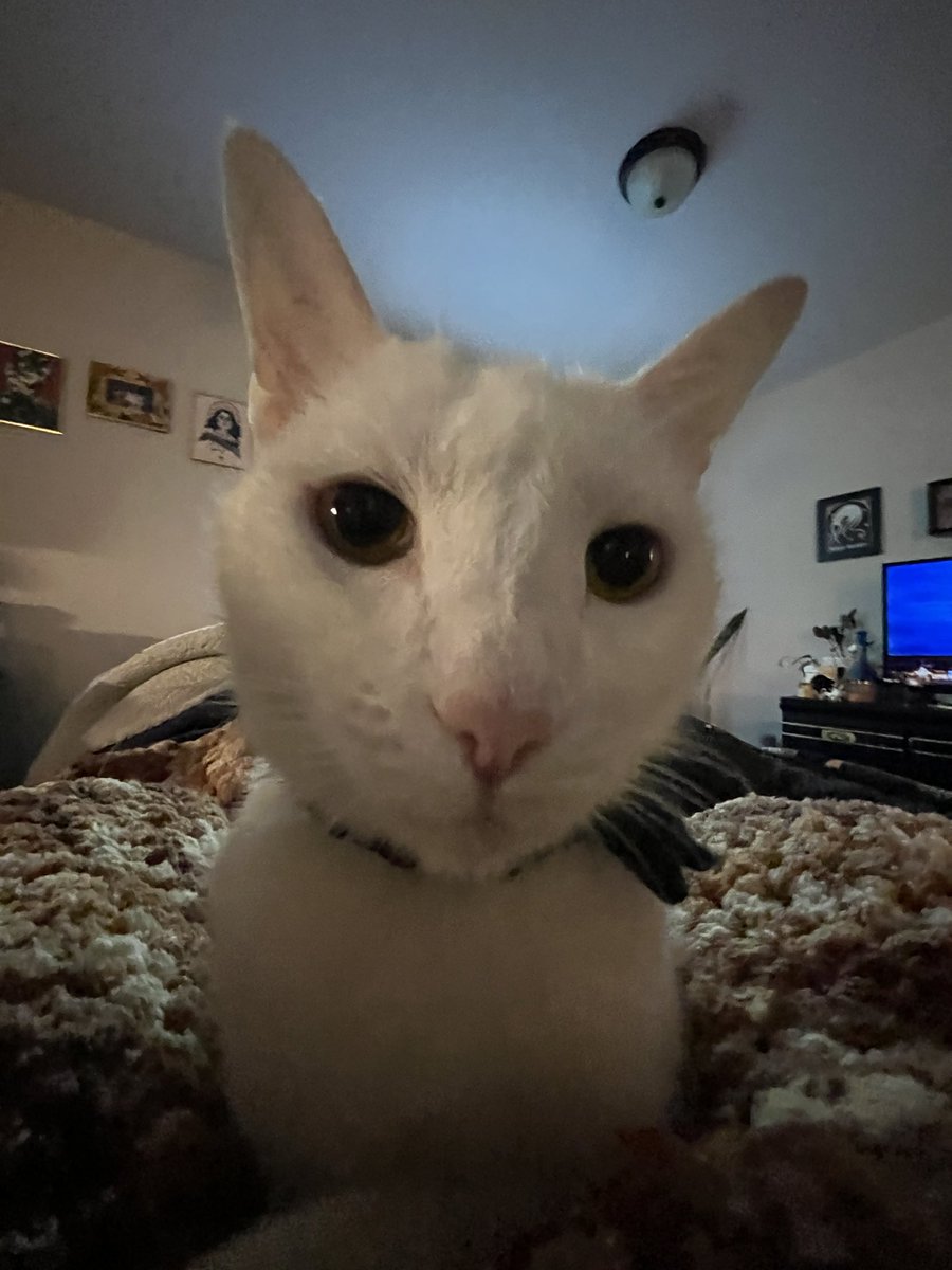 Paul Blart tweet media