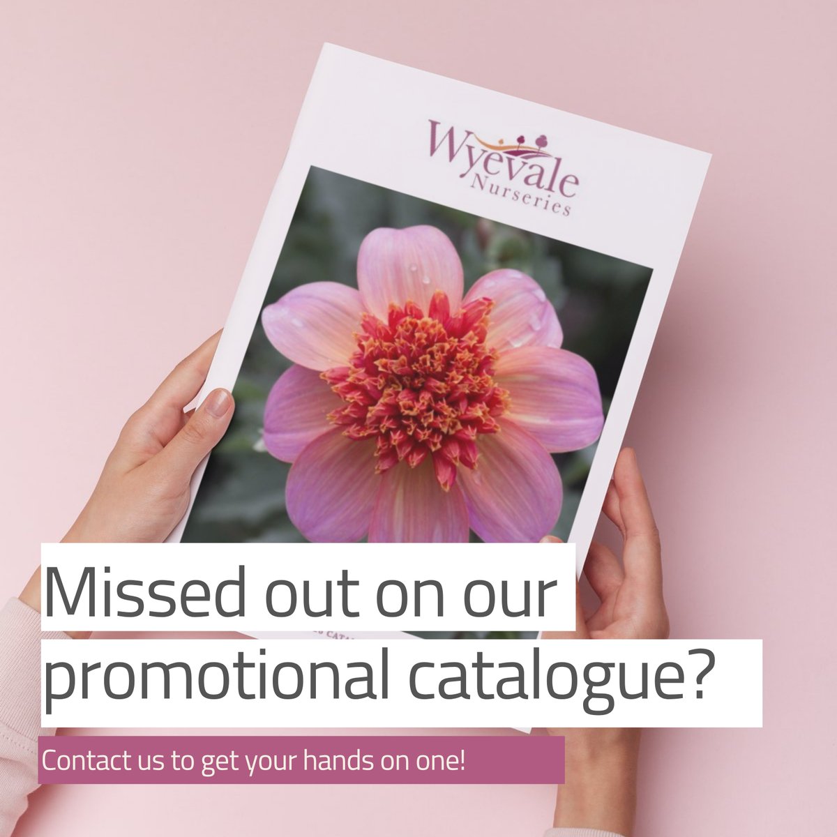 Wyevale Nurseries (@wyevalenurs) on Twitter photo Didn’t manage to see us at the #nationalplantshow last week? Like our NEW 2026 catalogue featuring the latest plant trends #gardencentre customers are looking for? Get in touch. We can email you a link for a digital copy or post it. 01432 845200 enquiries@wyevale-nurseries.co.uk Didn’t manage to see us at the #nationalplantshow last week? Like our NEW 2026 catalogue featuring the latest plant trends #gardencentre customers are looking for? Get in touch. We can email you a link for a digital copy or post it. 01432 845200 enquiries@wyevale-nurseries.co.uk