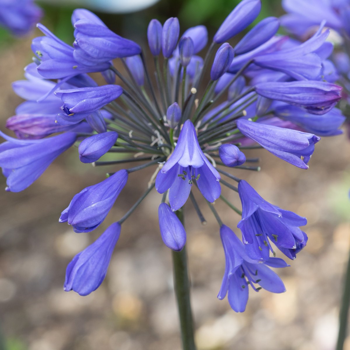 Climate resilience was a key part of <a href="/The_RHS/">The RHS</a> Chelsea with ideas to help future-proof outdoor spaces. We’ve selected 4 drought tolerant plants from our 2025 Catalogue: Ajuga reptans Black Scallop, Halimium calycinum, Agapanthus Ever Sapphire &amp; Philadelphus Petite Perfume White.