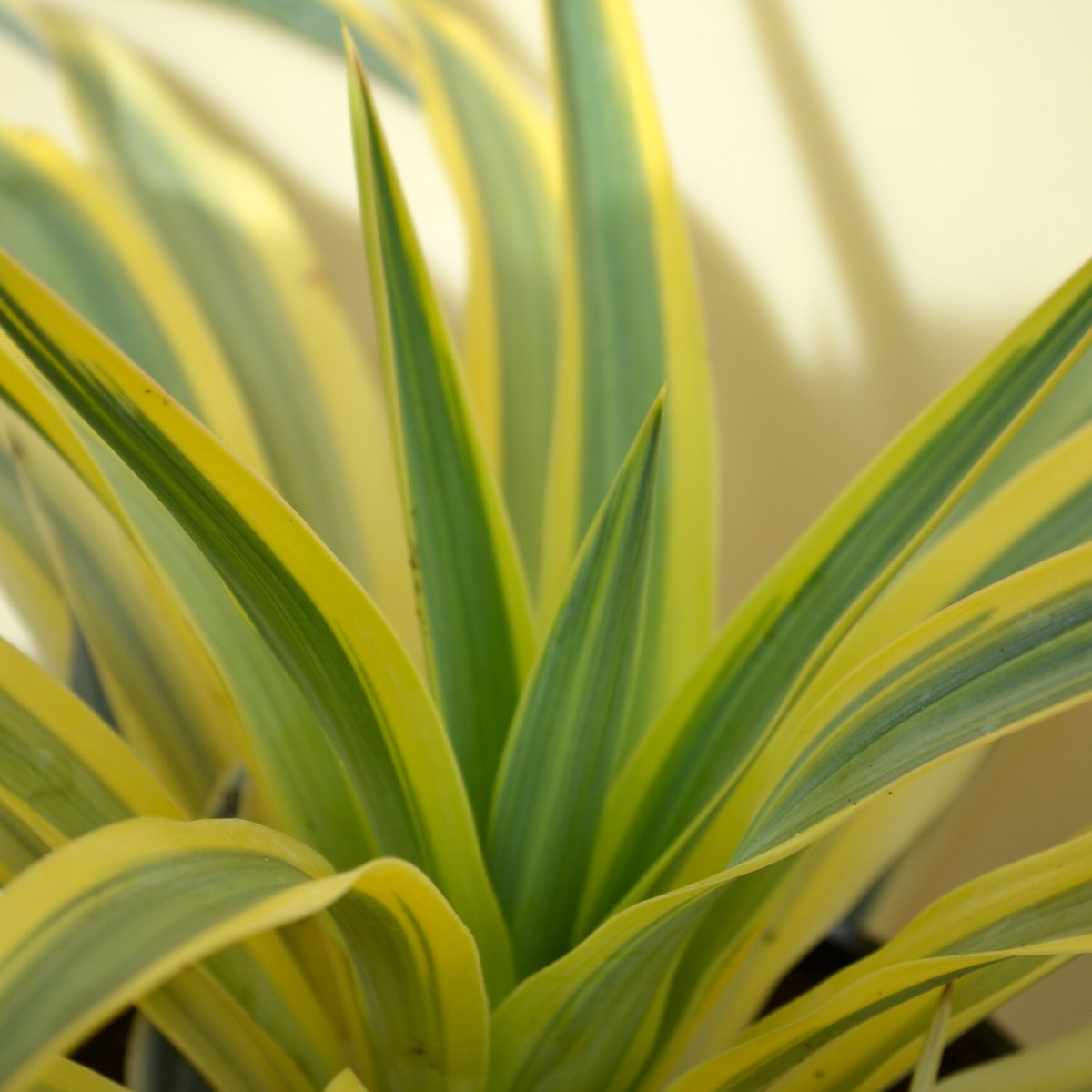 Our #plantoftheweek is Yucca filamentosa Bright Edge. It has sword-like leaves that are green in the centre and edged with a vibrant golden yellow hue. This Yucca variety is known for its architectural form and drought tolerance. It thrives in full sun and well-drained soil.