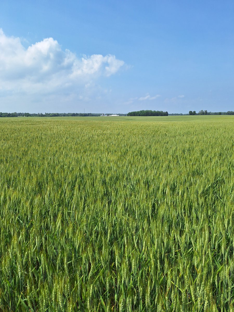 SCSAgronomy's tweet image. #agrisagronomy this winter wheat is 12 days into grain fill for a total accum to date of 223 GDD or 33% through grain fill suggesting a 34 day grain fill period, average daily GDD is 18.6, getting warmer and wheat needs a drink
