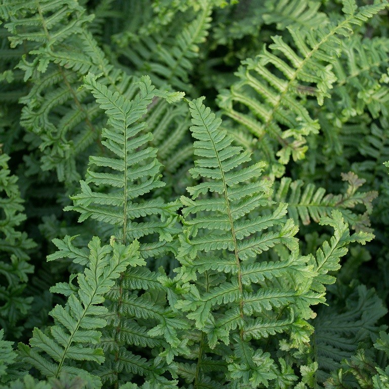 As part of the naturalistic and cottage garden look that was BIG <a href="/The_RHS/">The RHS</a> Chelsea this year, FERNS featured heavily. Our hardy specimen collection of ferns in 5-litre pots and supplied as a mass of fresh foliage providing maximum impact and value for money #gardencentres.