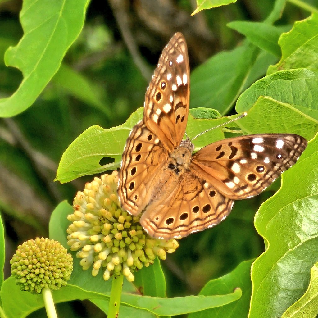 roxsand's tweet image. Hackberry Emperor butterfly. This huge bush by our first campsite is full of activity! I took a ton of photos!