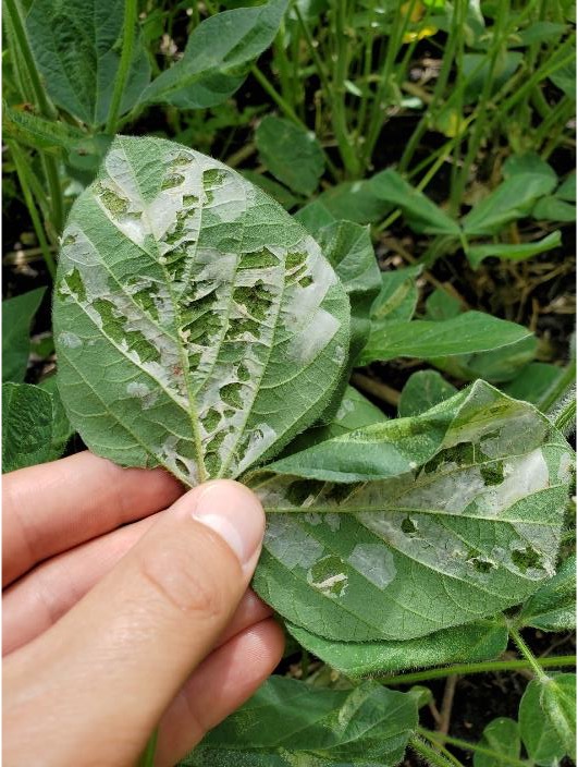 ISDPPodcast's tweet image. This weeks episode I talked with Dr. Bob Koch of @UMNExt. We talked about the soybean tentiform leafminer:
sites.libsyn.com/416264/s4e23-t…
@CropNetwork @ISUentomology @UNLEntomology @EntsocAmerica @isuExtNews @UNLExtension @PurdueExtension @NDSUExtension @MSUExtension @MSUEntomology…