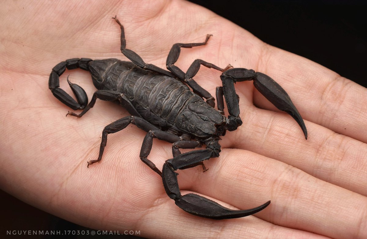 MnhNguynv5's tweet image. New species from southern Vietnam
Scorpiops sp.