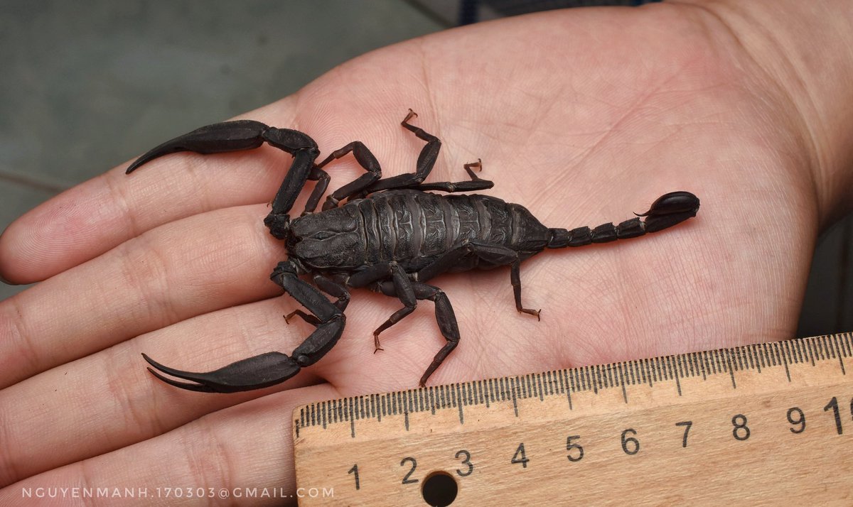 MnhNguynv5's tweet image. New species from southern Vietnam
Scorpiops sp.