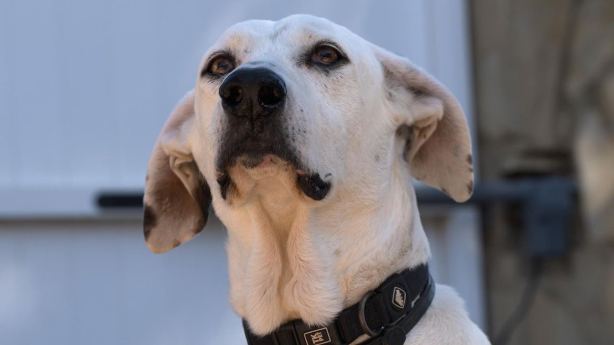 À Punt (@apunt_media) on Twitter photo Com entrenen els gossos de la Unitat Canina de Rescat de <a href="/bomberosvlc/">Bombers Ajuntament València</a>?
⤵️Mira com es preparen a consciència per a salvar vides humanes víctimes d’extraviaments o desastres naturals.
🐶<a href="/animaladesAPunt/">Animalades</a>, Dissabtes i diumenges a les 15:15 h en À Punt.
apuntmedia.es/programes/anim… Com entrenen els gossos de la Unitat Canina de Rescat de <a href="/bomberosvlc/">Bombers Ajuntament València</a>?
⤵️Mira com es preparen a consciència per a salvar vides humanes víctimes d’extraviaments o desastres naturals.
🐶<a href="/animaladesAPunt/">Animalades</a>, Dissabtes i diumenges a les 15:15 h en À Punt.
apuntmedia.es/programes/anim…