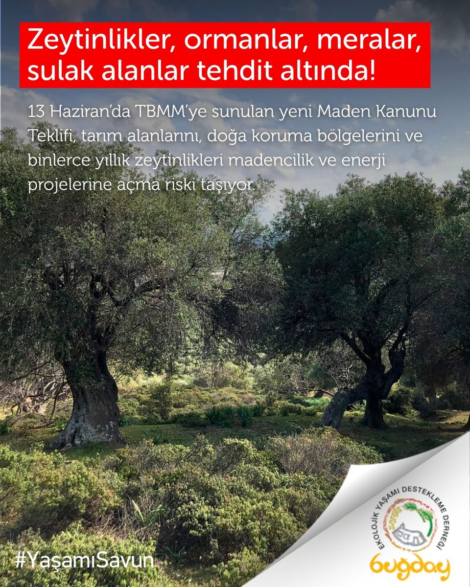 ‼️ Zeytinlikler, ormanlar, meralar, sulak alanlar tehdit altında!

13 Haziran’da TBMM’ye sunulan yeni Maden Kanunu Teklifi, tarım alanlarını, doğa koruma bölgelerini ve binlerce yıllık zeytinlikleri madencilik ve enerji projelerine açma riski taşıyor.