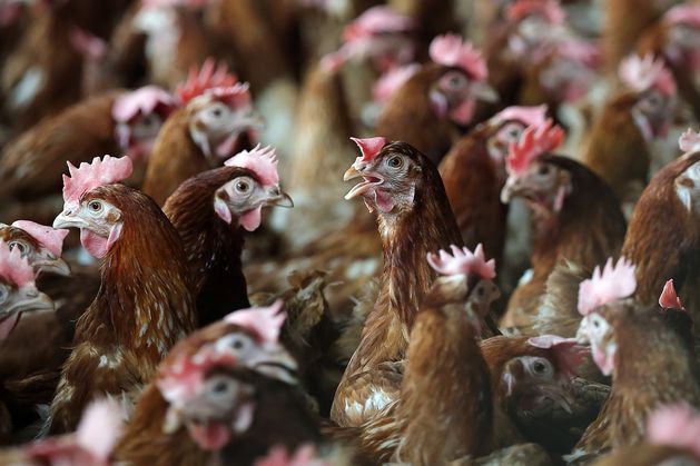 Farming Independent (@farming_indo) on Twitter photo Poultry broiler sector removed from VAT flat rate scheme after ‘significant over compensation’ found independent.ie/farming/agri-b… Poultry broiler sector removed from VAT flat rate scheme after ‘significant over compensation’ found independent.ie/farming/agri-b…