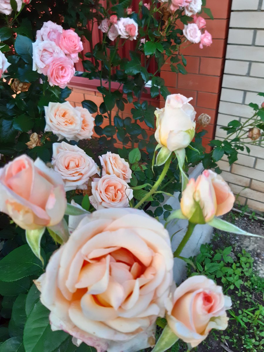 Kate Drawdy (@gummoxxx) on Twitter photo 