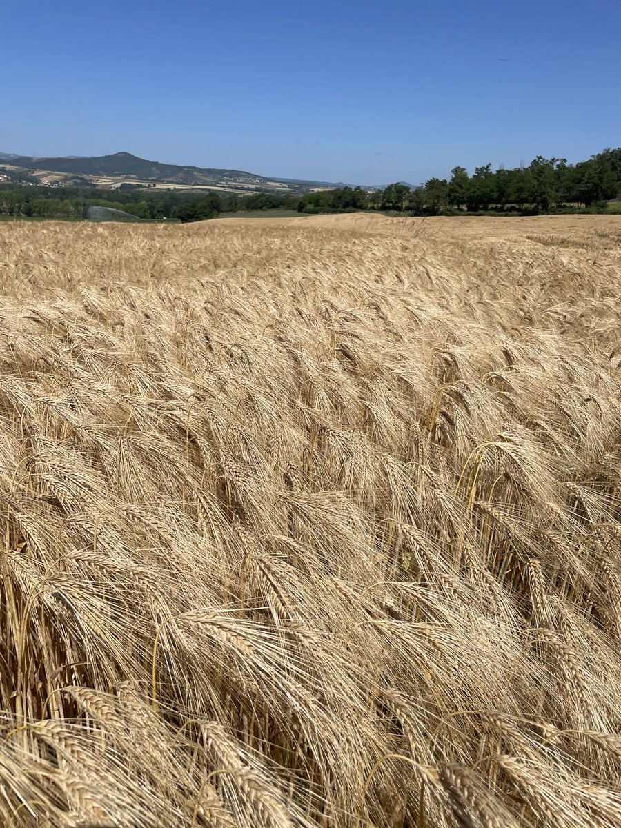 R_Hugon_43's tweet image. La dernière fois que nous avons collectés des orges mi-juin c’était en 2003.
Pourtant nous avons pris 450mm depuis le début de l’année 25 et nous sommes loin d’être sec pour l’instant. Un peu étonnant 🧐 Hiver doux !
#HauteLoire #Moisson #SabarotAgriculture