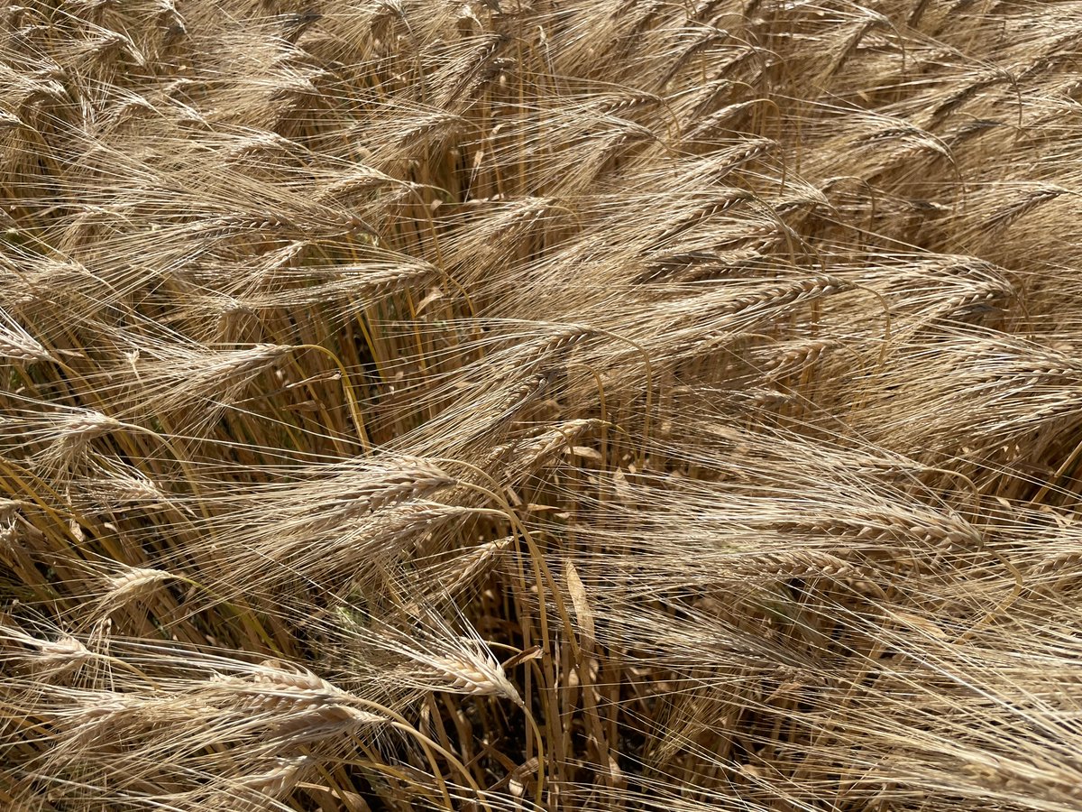 R_Hugon_43's tweet image. La dernière fois que nous avons collectés des orges mi-juin c’était en 2003.
Pourtant nous avons pris 450mm depuis le début de l’année 25 et nous sommes loin d’être sec pour l’instant. Un peu étonnant 🧐 Hiver doux !
#HauteLoire #Moisson #SabarotAgriculture