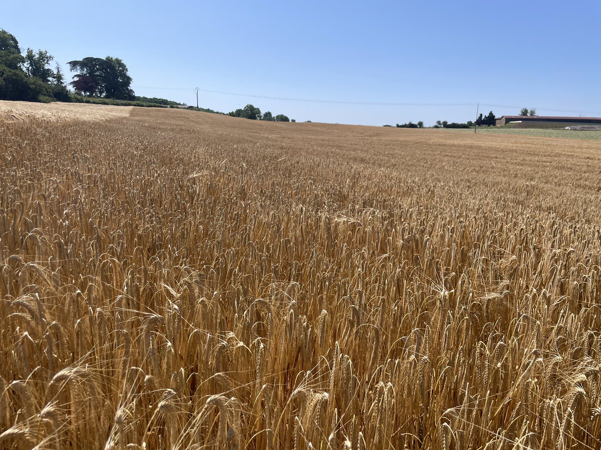 R_Hugon_43's tweet image. La dernière fois que nous avons collectés des orges mi-juin c’était en 2003.
Pourtant nous avons pris 450mm depuis le début de l’année 25 et nous sommes loin d’être sec pour l’instant. Un peu étonnant 🧐 Hiver doux !
#HauteLoire #Moisson #SabarotAgriculture