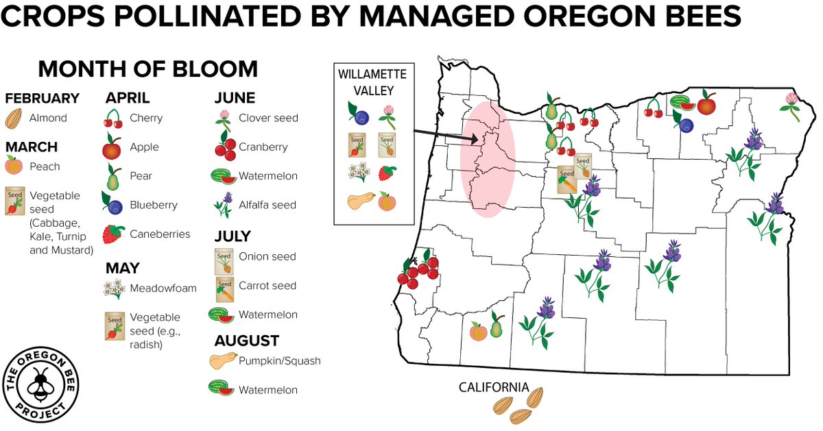 Much of Oregon Agriculture is pollinated by managed bees. Whether that's hives, like we are used to seeing, or managed ground nesting bees (alfalfa!). A lot of work goes into making sure every last plant produces!

#OregonAgriculture #pollinators #PollinatorWeek