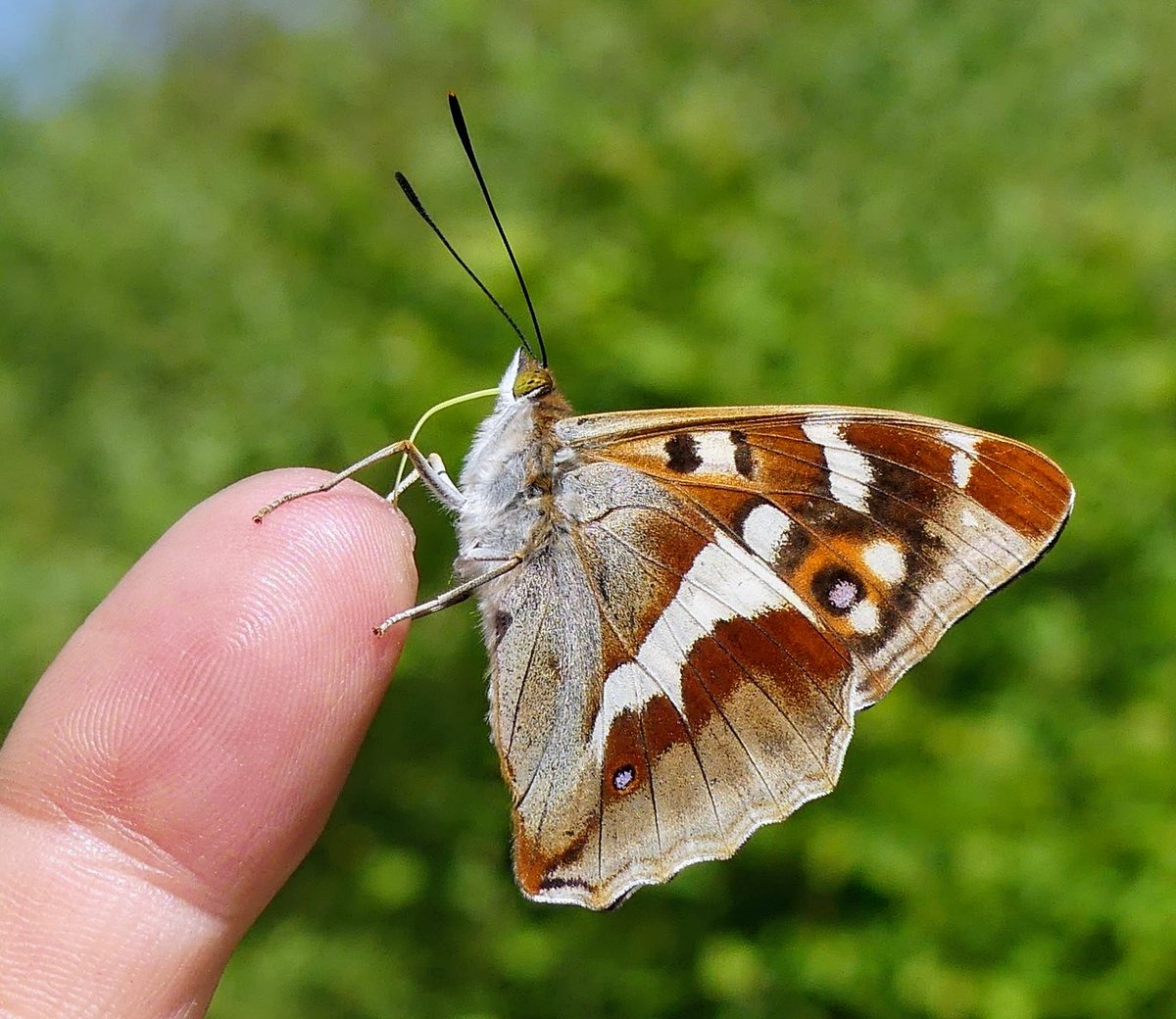 Kevin (@north_bucks123) on Twitter photo Purple Emperor.. they're back 😊 #Buckinghamshire #Butterflies #NaturePhotography #WildlifePhotography <a href="/UpperThamesBC/">BC Upper Thames</a> <a href="/savebutterflies/">Butterfly Conservation 🦋</a> Purple Emperor.. they're back 😊 #Buckinghamshire #Butterflies #NaturePhotography #WildlifePhotography <a href="/UpperThamesBC/">BC Upper Thames</a> <a href="/savebutterflies/">Butterfly Conservation 🦋</a>
