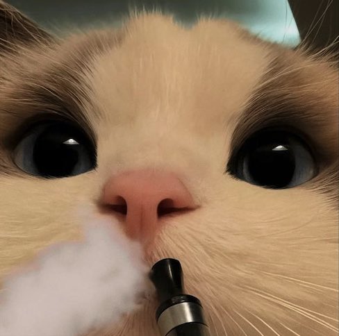 taargus69's tweet photo. we like the $cat https://t.co/5xBfqxtBGO