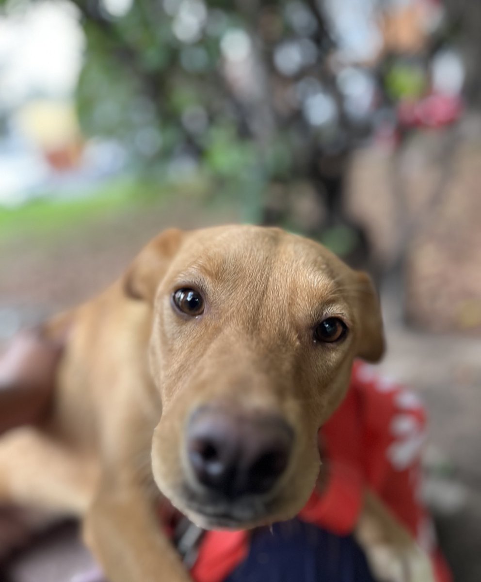 HELA_MORE's tweet photo. Esos ojitos están llenos de ilusión por conseguir una familia.🥹

¿Podrías darle una oportunidad a Mimi? 

Tiene un año,es talla mediana,protocolo completo.
Estamos en CDMX. https://t.co/3LNzB1VyB0