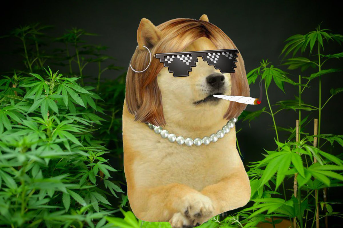 Doge's Ex Wife - Karen tweet media