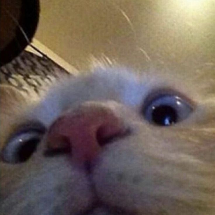 kittenstappn's tweet image. 