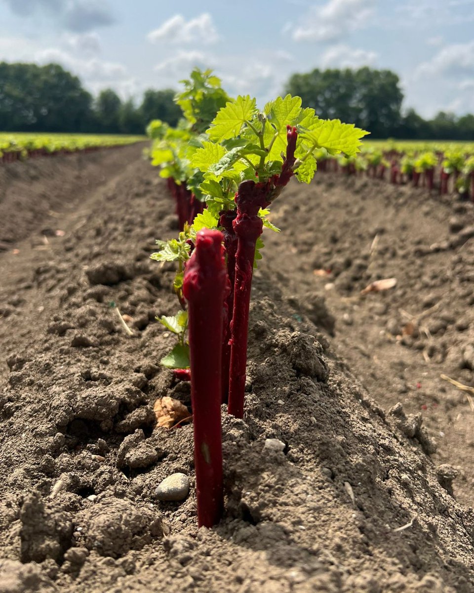 🌞 Les jeunes plants de vigne s'enracinent, se développent, et profitent du soleil dans les pépinières.
🇬🇧 🌞 Young vine plants root, grow and enjoy the sun in the nursery.

#Vitipeps #plantdevigne #pepiniereviticole #madeinfrance #Vineplant #frenchvineplant #vinenursery