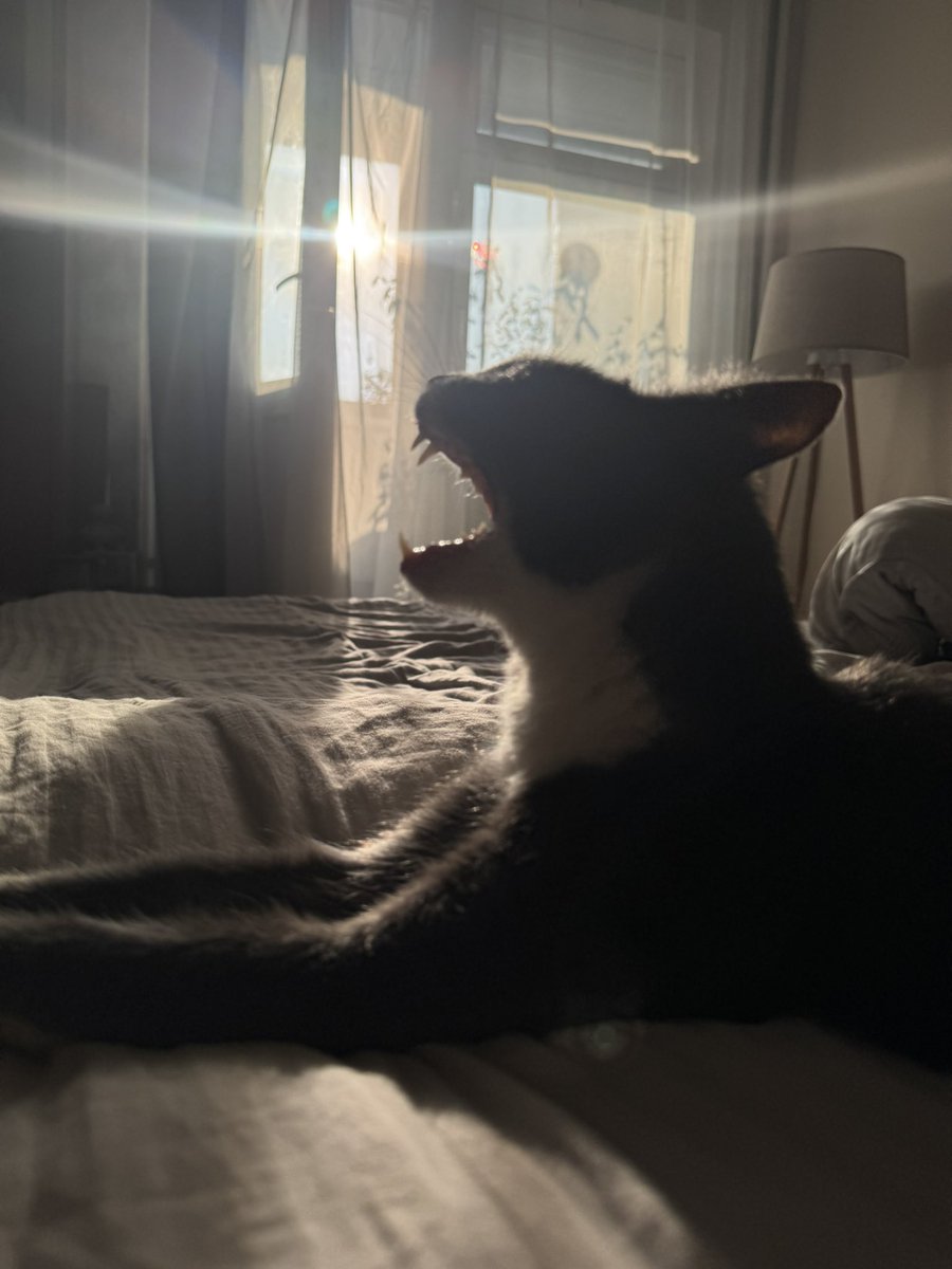 довірливий мудак (@gnoma_gullible) on Twitter photo 