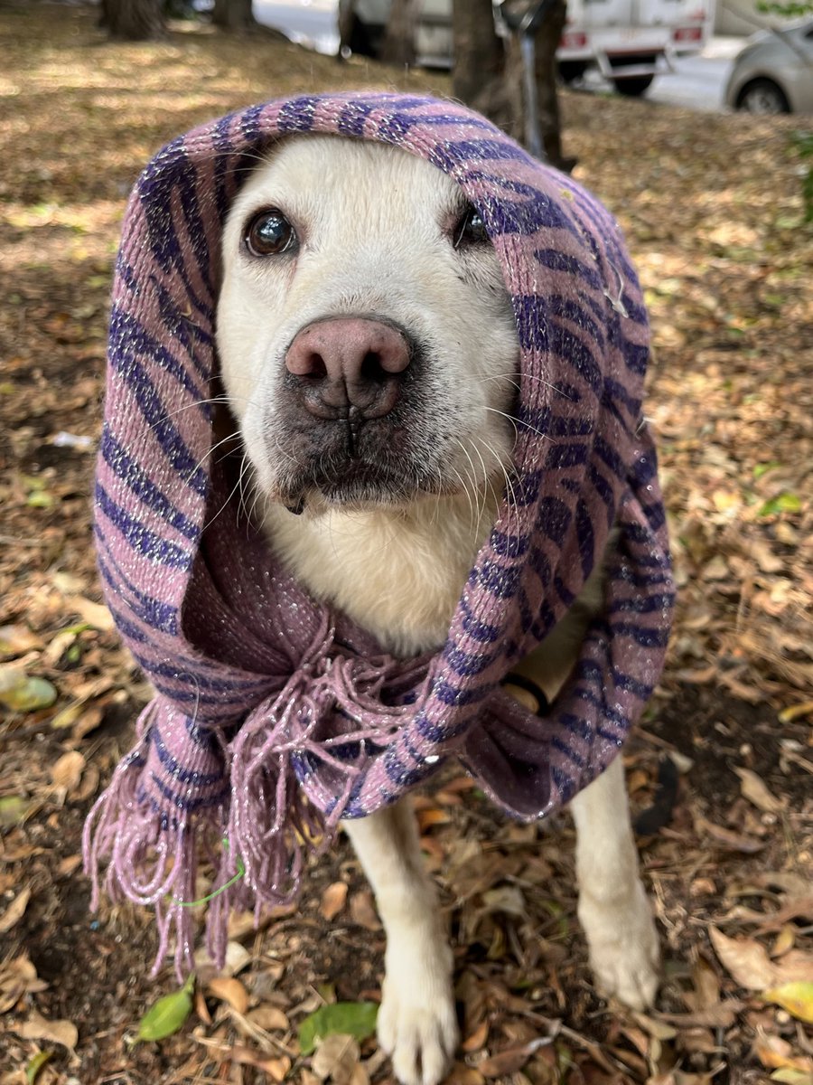 ¿Tienes lugar en tu corazón para una abuelita sin hogar? 🥹

Pepina tiene 12 años,dale una oportunidad.

Estamos en CDMX.