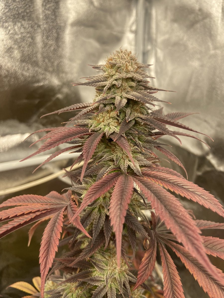 <a href="/KippaGrows/">Kippa</a> Runtz Muffin (Barneys Farm)