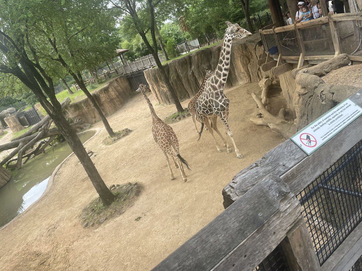 #ACEIgnite2025 had a great time at the Dallas Zoo this morning! 🐘Thank you to our central staff family for supporting our students and teachers on this field trip 💚 What a great last day for our 2nd-4th Graders!! <a href="/SaDye21/">Sarah Dye</a> <a href="/ccgreer28/">Dr. Carrie Greer</a>