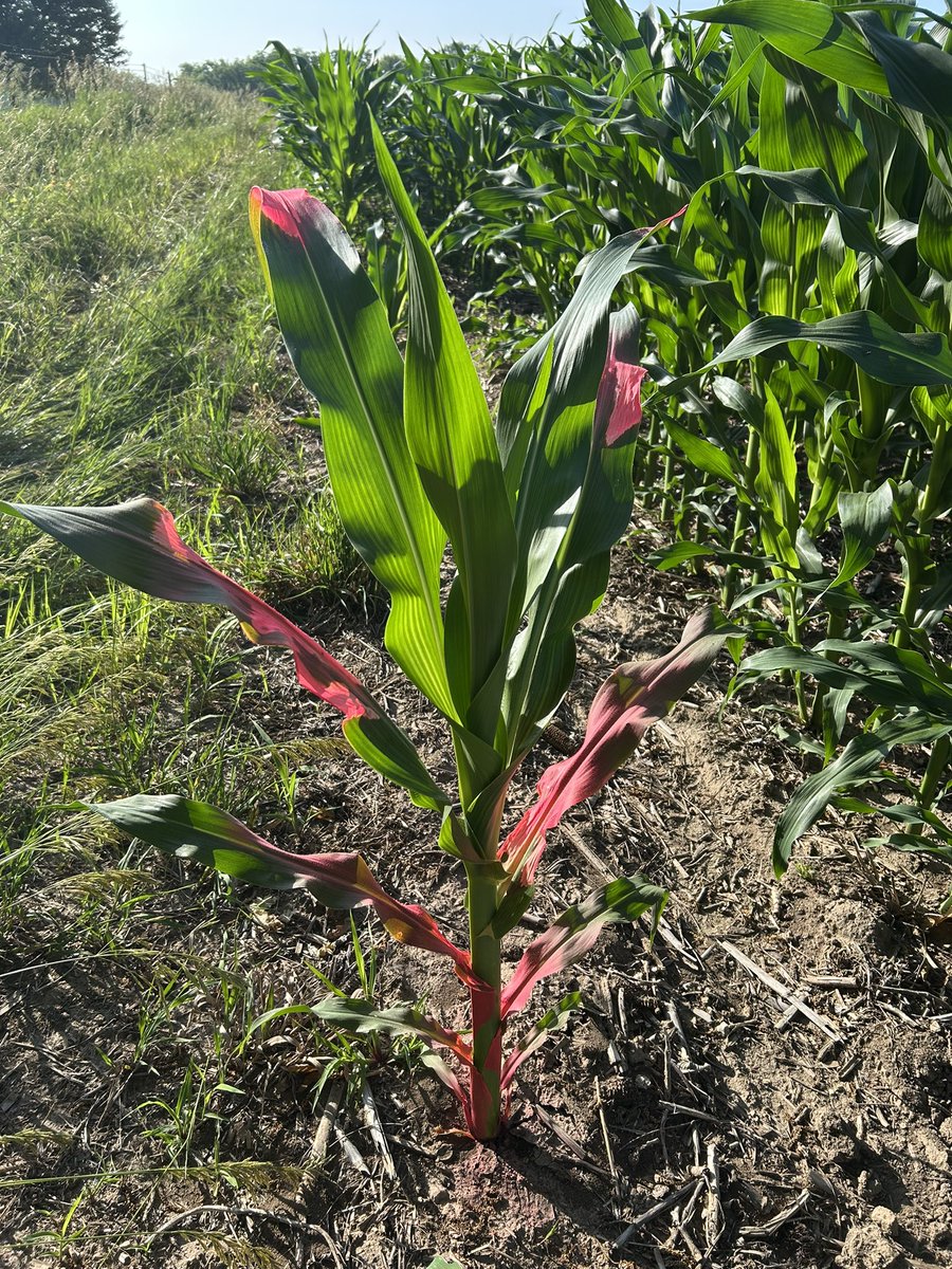 One week corn growth in NW IL!