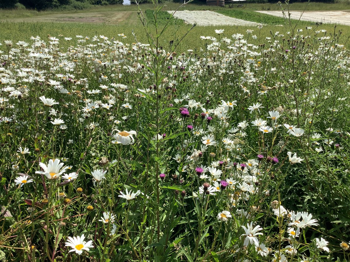 StAugustinesTW's tweet image. Reception and year one had a wonderful, hot trip to Bore place farm. We saw how the organic farm worked, took a stroll to see the cows, visited the vegetable garden and finally baked our own shortbread. Yum @kcsp_academies @RC_Southwark @BorePlace