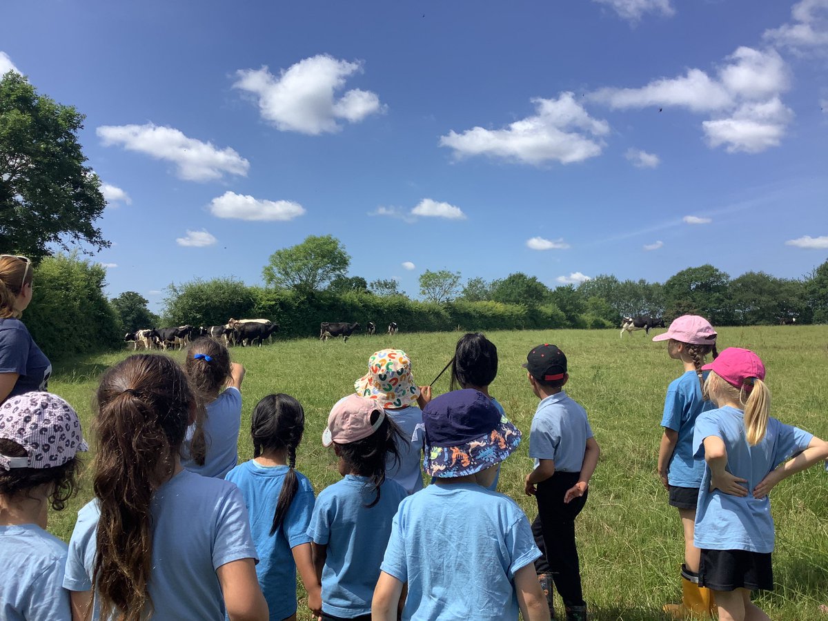 StAugustinesTW's tweet image. Reception and year one had a wonderful, hot trip to Bore place farm. We saw how the organic farm worked, took a stroll to see the cows, visited the vegetable garden and finally baked our own shortbread. Yum @kcsp_academies @RC_Southwark @BorePlace