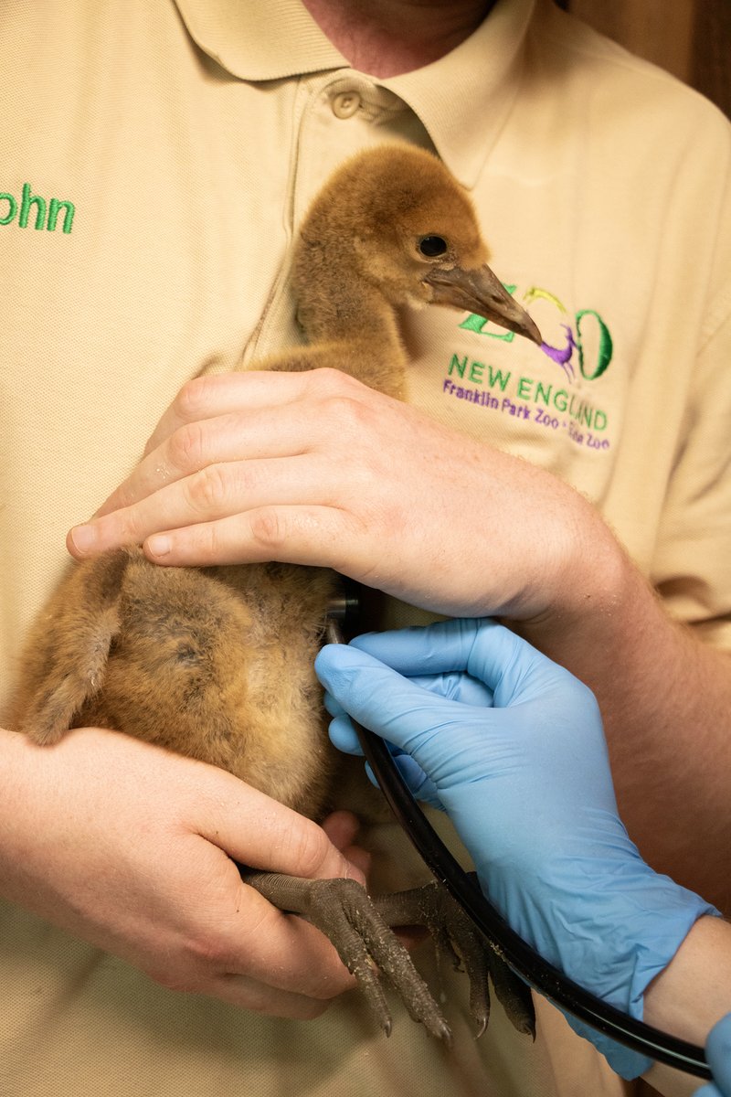 It takes a dedicated team to keep our animals healthy and thriving. On this #VeterinaryAppreciationDay, thank you to our veterinarians and vet techs for sharing your compassion and expertise with our animals — like little Zucchini wattled crane at Franklin Park Zoo!