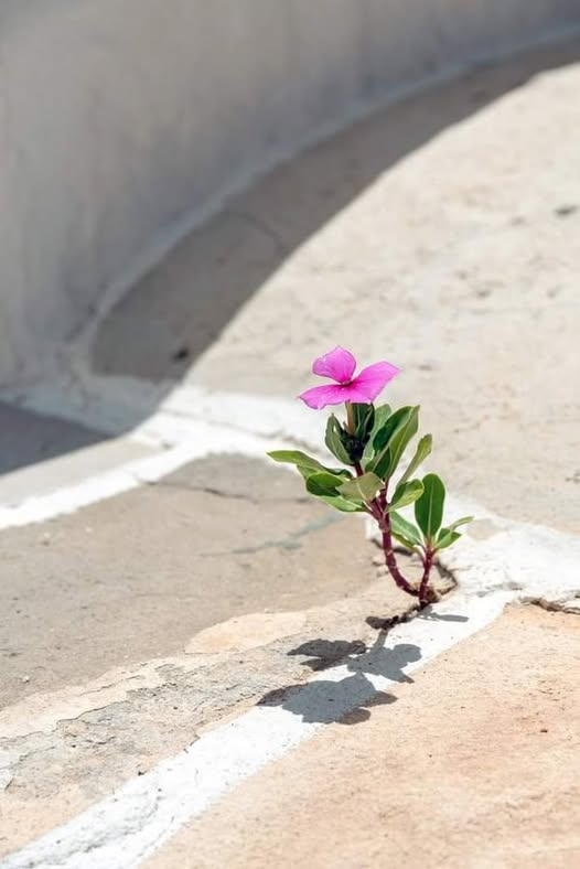 "Είμαι η σαγίτα που θέλει να σκίσει το στημόνι, να τιναχτεί όξω από τον αργαλειό της ανάγκης…Νά ξεπεράσω το νόμο,να συντρίψω τα κορμιά,να νικήσω το θάνατο...Είμαι ο Σπόρος!"
Ασκητική  *Νίκος Καζαντζάκης***