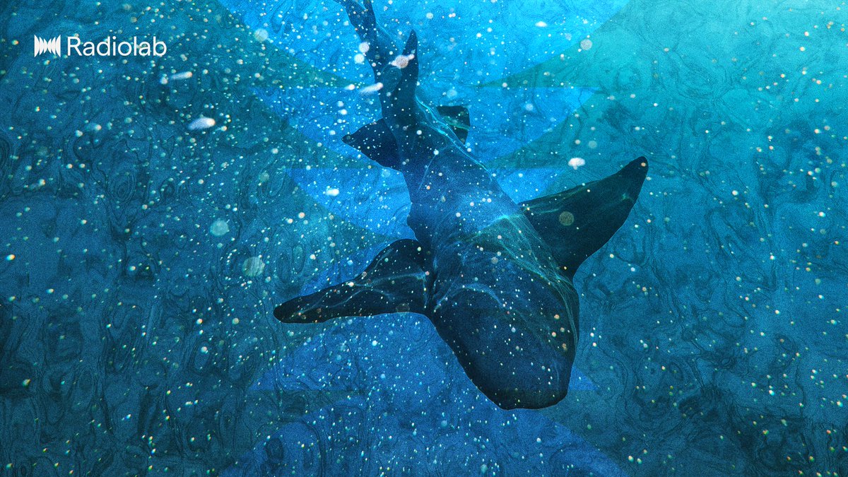 Radiolab's tweet image. Could sharks hold the key to curing cancer? Find out in the third episode of our Swimming with Shadows series: lnk.to/radiolab!x