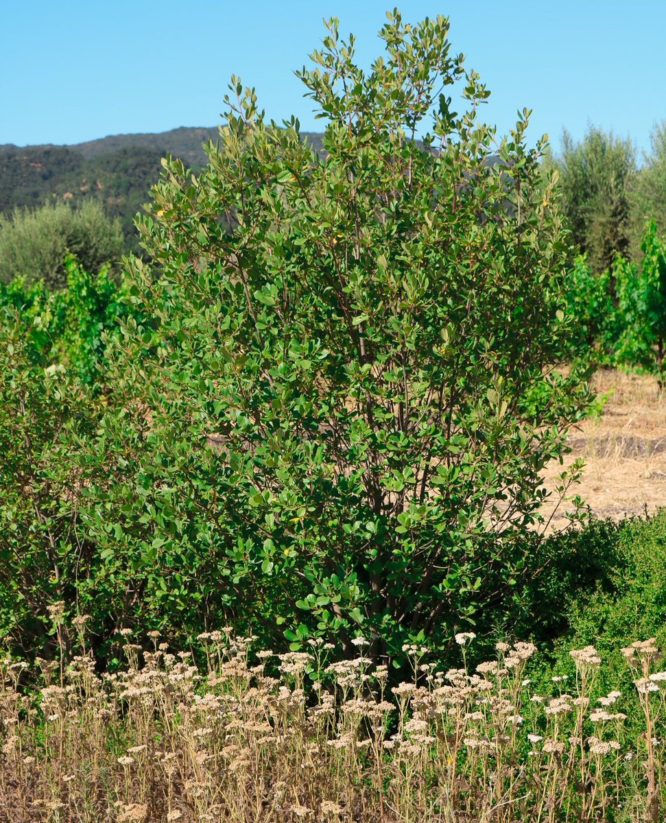 These flowering insectaries we planted a few years ago are now buzzing with life. They attract pollinators and predators that support a healthy ecosystem that helps us farm with fewer inputs and more resilience, from the ground up.