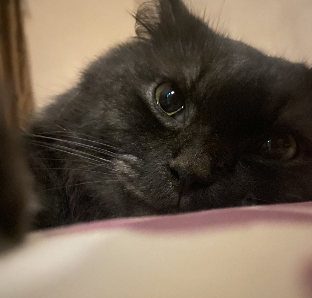 Frostyfever12's tweet image. GN✨

#cat #catlovers #Akio