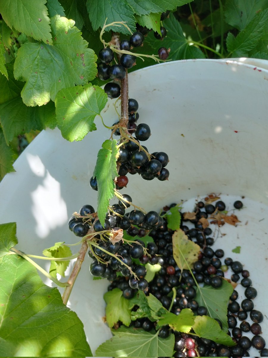 La "traite" des cassissiers !