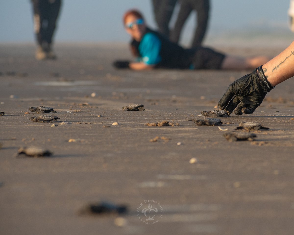 🥰 Our first hatchling release of the season just happened, and it was truly magical! Don't miss the next one, become a member today for exclusive text alerts that give you early notice to join us on the beach! ow.ly/pxg150WbKp2