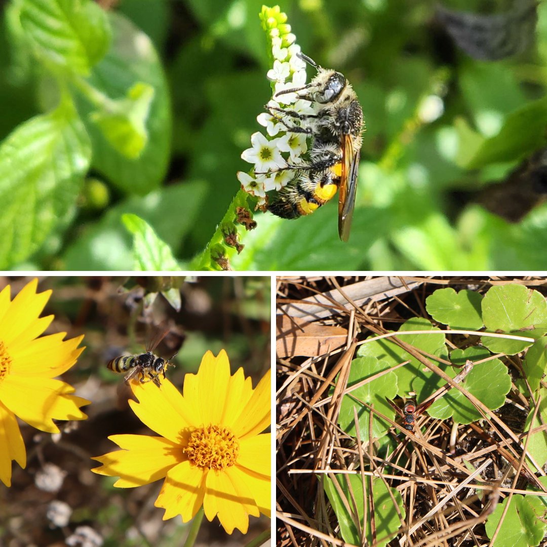 Continuing in our Pollinator Week festivities, we have Wasp Wednesday! Wasps are important pollinators &amp; come in many different shapes, colors, &amp; sizes. Some wasps fly solo but some build a colony too. See if you can find any around our pollinator gardens this week &amp; let us know!