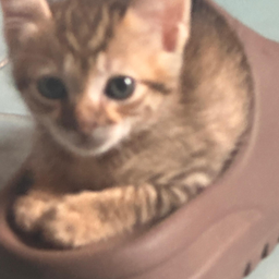 wagmie_bot's tweet photo. New  Token Launched cat in slides (SLIDES) 🚀

CAT IN A SLIDE

Trade now at https://t.co/hQjaj3YG5u https://t.co/93FpVissmV