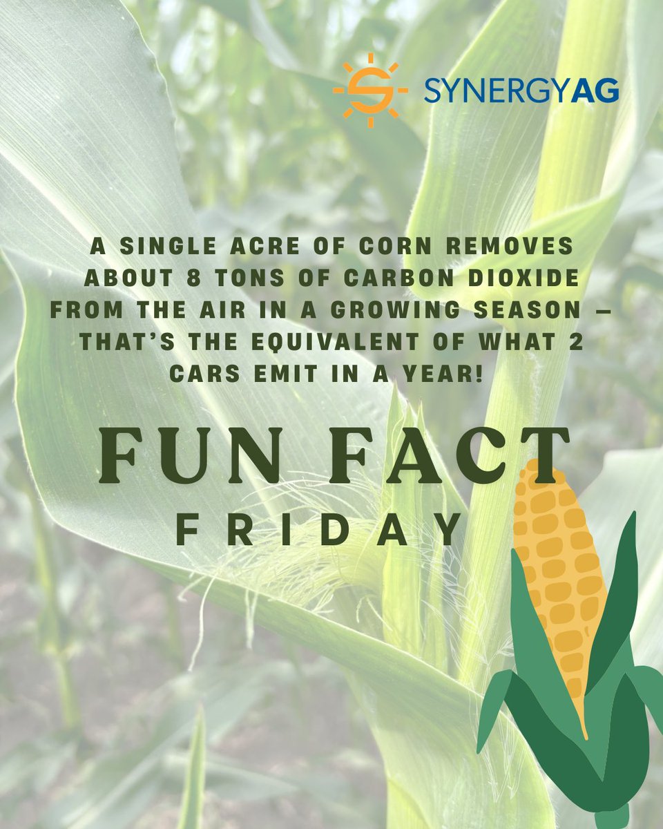 Fun Fact Friday 🌽

A single acre of corn removes about 8 tons of carbon dioxide from the air in a growing season — that’s the equivalent of what 2 cars emit in a year! 🚗🌎

Farming: it feeds you and cleans the air too.

#AgIsCool #FunAgFact #FarmSmart #CarbonCapture