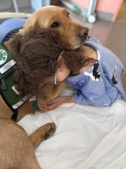 Corrin and Nacho are more than just familiar furry faces around our hospital—they’re part of the pediatric care team. Learn more about how facility dogs support young patients: uihc.pulse.ly/xcdclokfpb