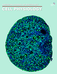 AJPCellPhys's tweet image. 🆕 #AJPCell Cover Image

Immunofluorescence staining of proliferating cell nuclear antigen (#PCNA) in C646-treated ovaries. 
 &quot;p300 maintains primordial follicle activation by repressing VEGFA transcription&quot;
📝He M,  et al.

Full Article: ow.ly/OV4f50WaV1y