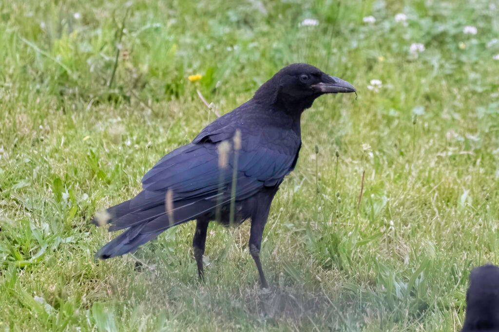 Did you know that crows visit feeders? American Crows may come to your feeder set up if you offer peanuts, cracked corn, fruit, and more. Have you ever seen them at your count site?

📷: Laura Frazier