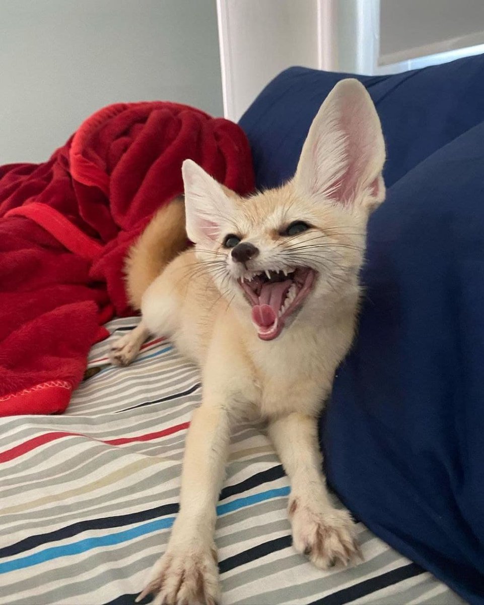 Fennec Every Hour! (@fenneceveryhr) on Twitter photo 