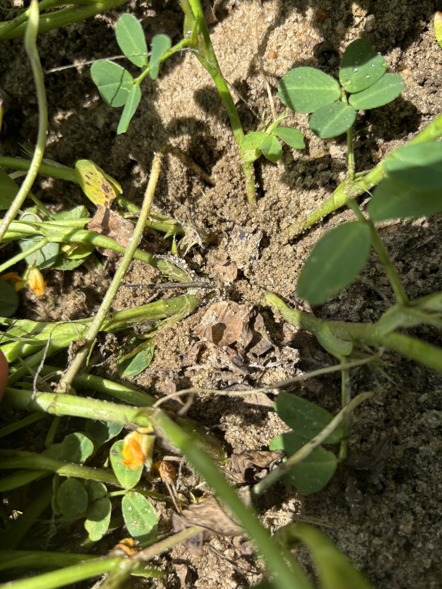 bobkemerait's tweet image. Thanks to Chris Tyus out of Decatur Co, GA for this image of early season “white mold” on peanuts. Note some damage and formation of BB-like, white structures at crown of plant. Weather (hot days, warm nights, high humidity) is perfect for white mold. Be prepared. UGA Extension