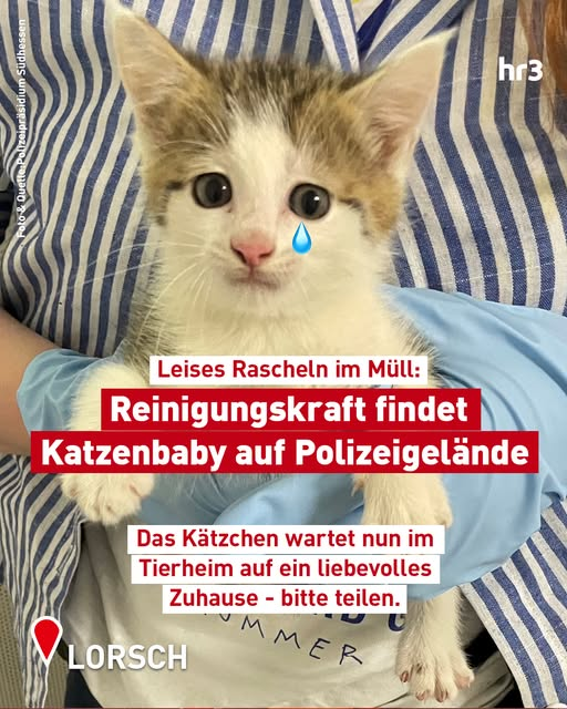64653  A67 Rastanlage Lorsch West
Tierheim Heppenheim Kopie:
Im Papiermüll Katzenbaby im Karton gefunden
Eine Reinigungskraft macht am Dienstagmorgen (17.06.) auf dem Gelände der Polizei Südhessen bei der Rastanlage Lorsch-West einen ungewöhnlich süßen Fund: Beim Entsorgen des