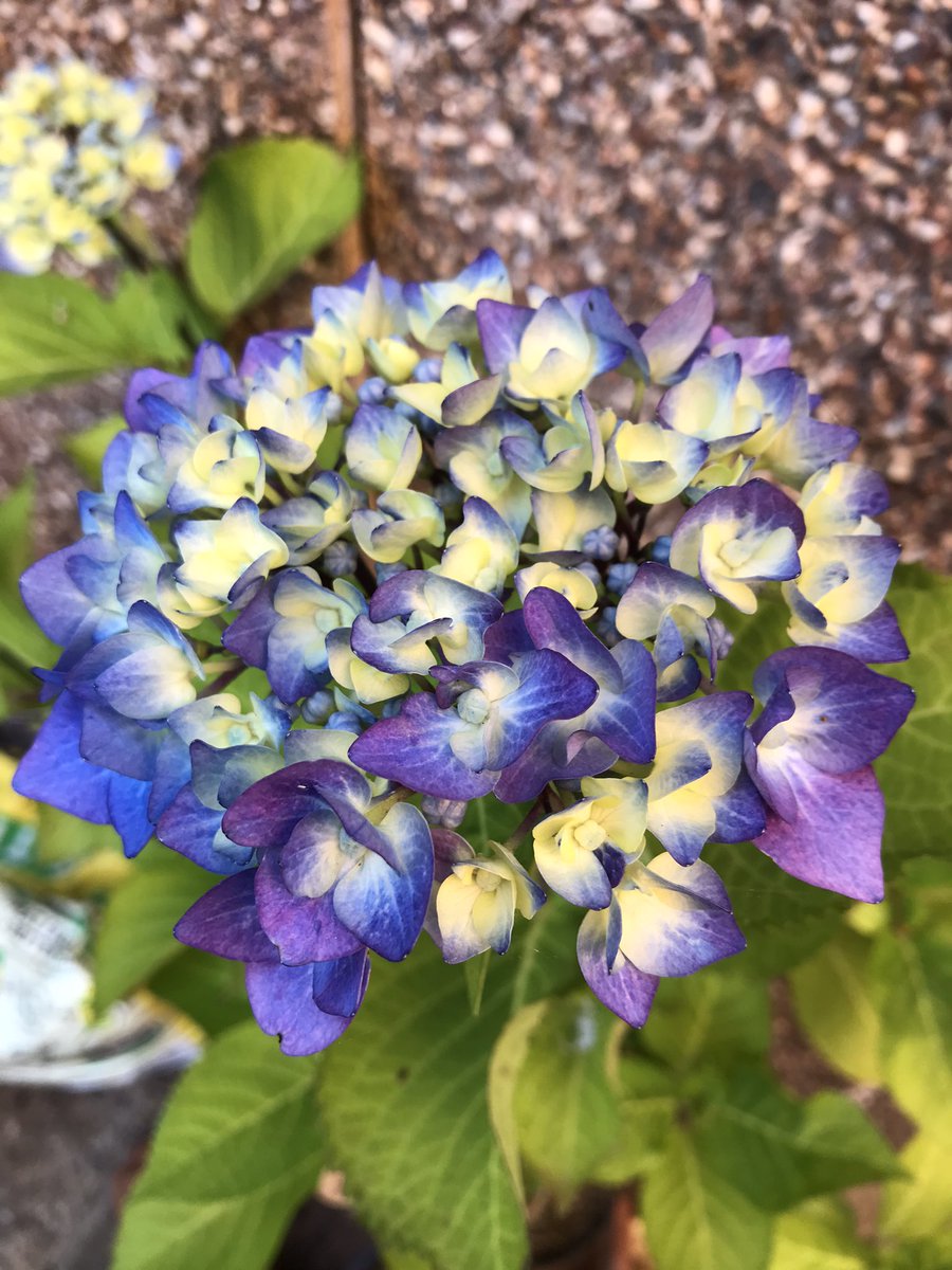 PygmyCreative's tweet image. The first of the Hydrangeas to flower this year