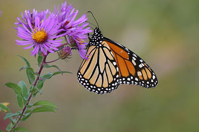 A monarch butterfly with orange and black wings feeds on a bright purple flower, with a soft green background.